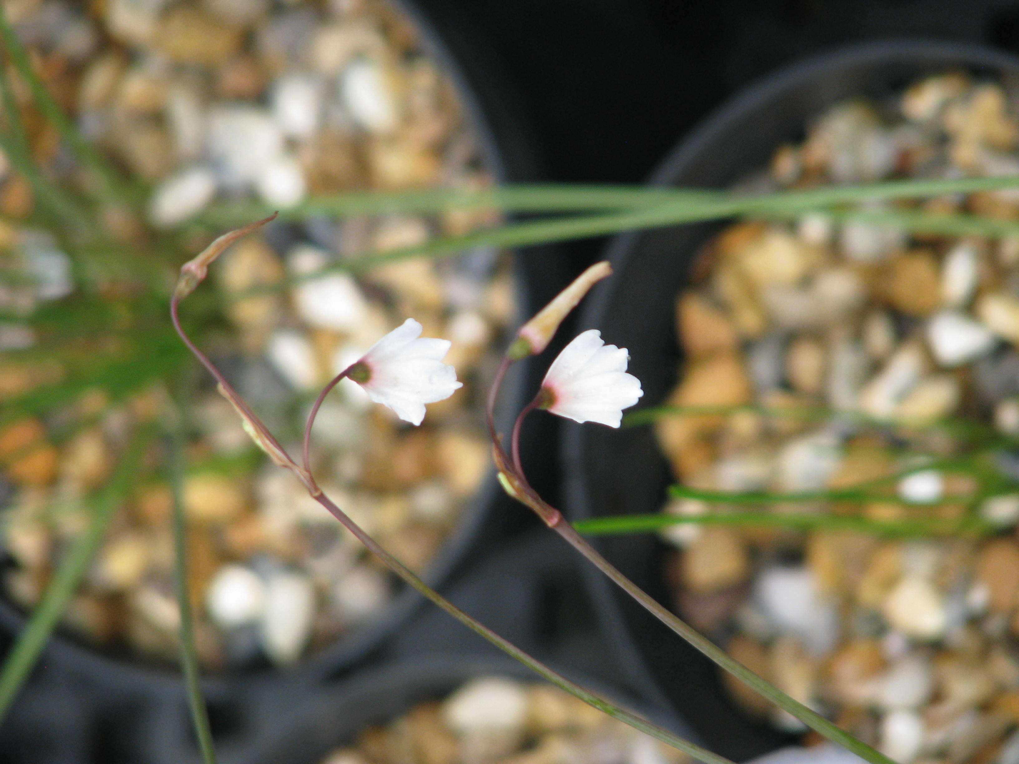 Слика од Acis autumnalis (L.) Sweet