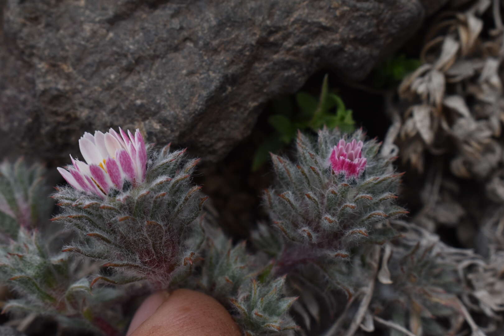 Imagem de Oriastrum apiculatum (J. Rémy) A. M. R. Davies