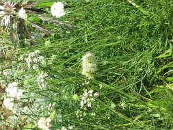 Image of Allium ericetorum Thore