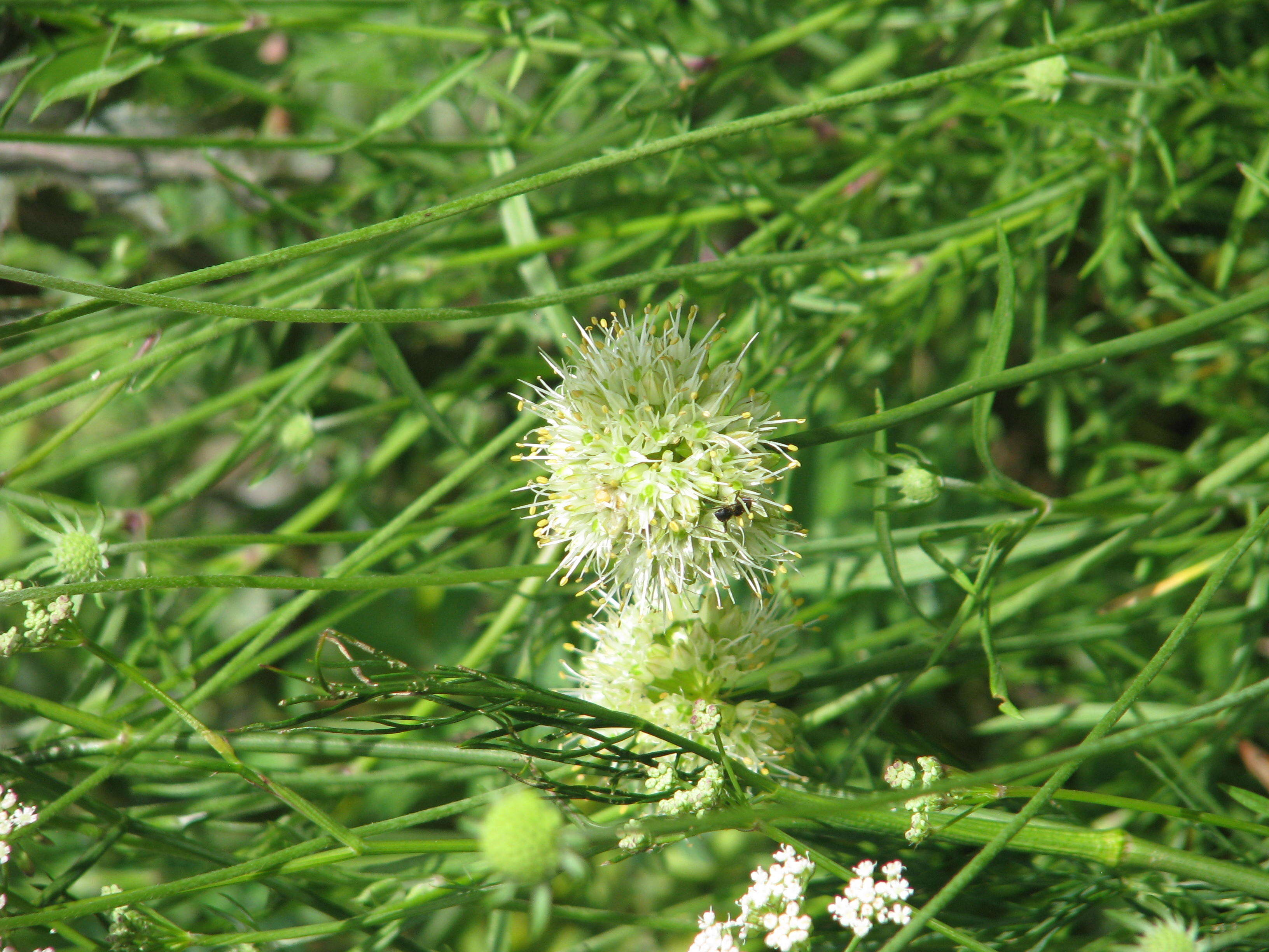 Image of Allium ericetorum Thore