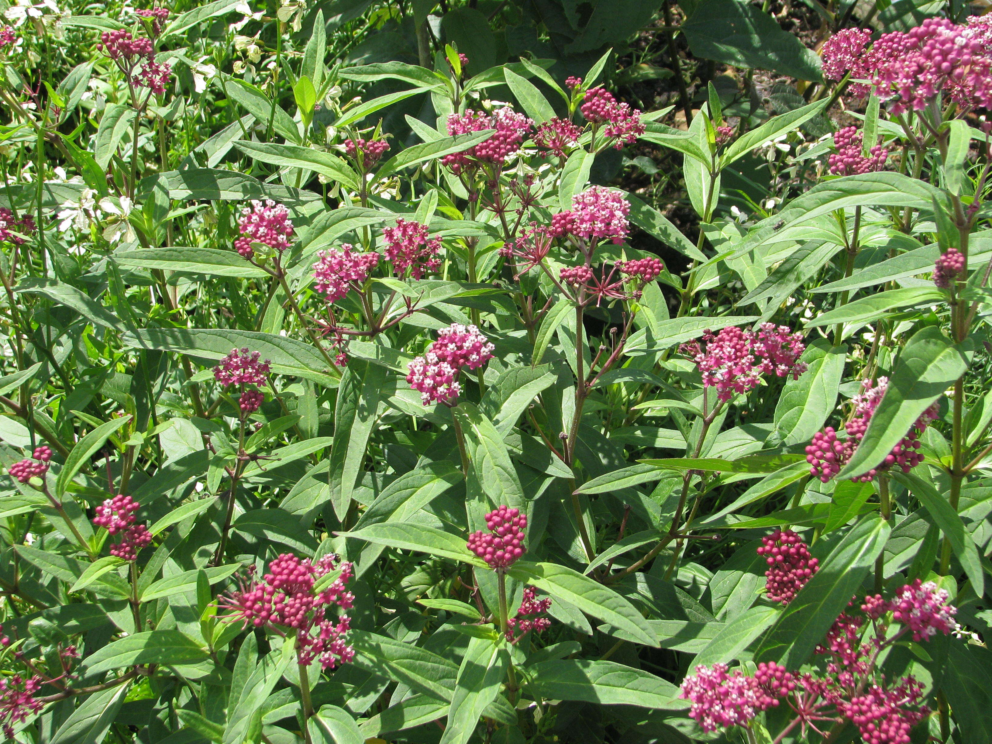 Image of swamp milkweed