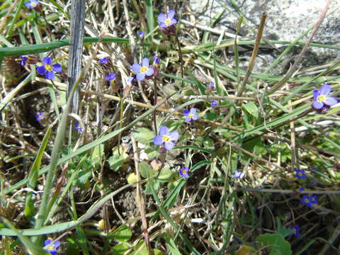 Image of Arabis verna (L.) W. T. Aiton