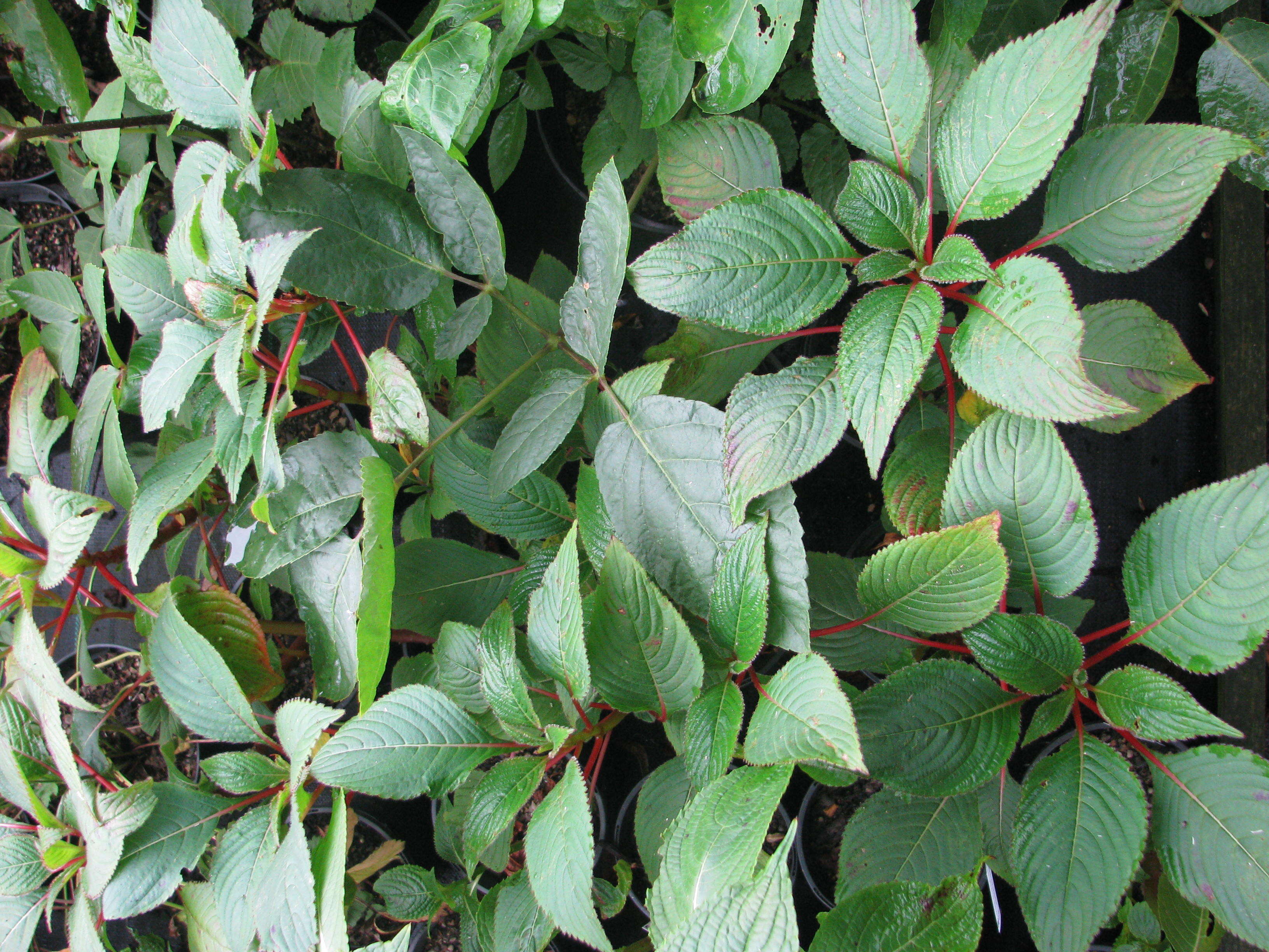 Image of Jewelweeds