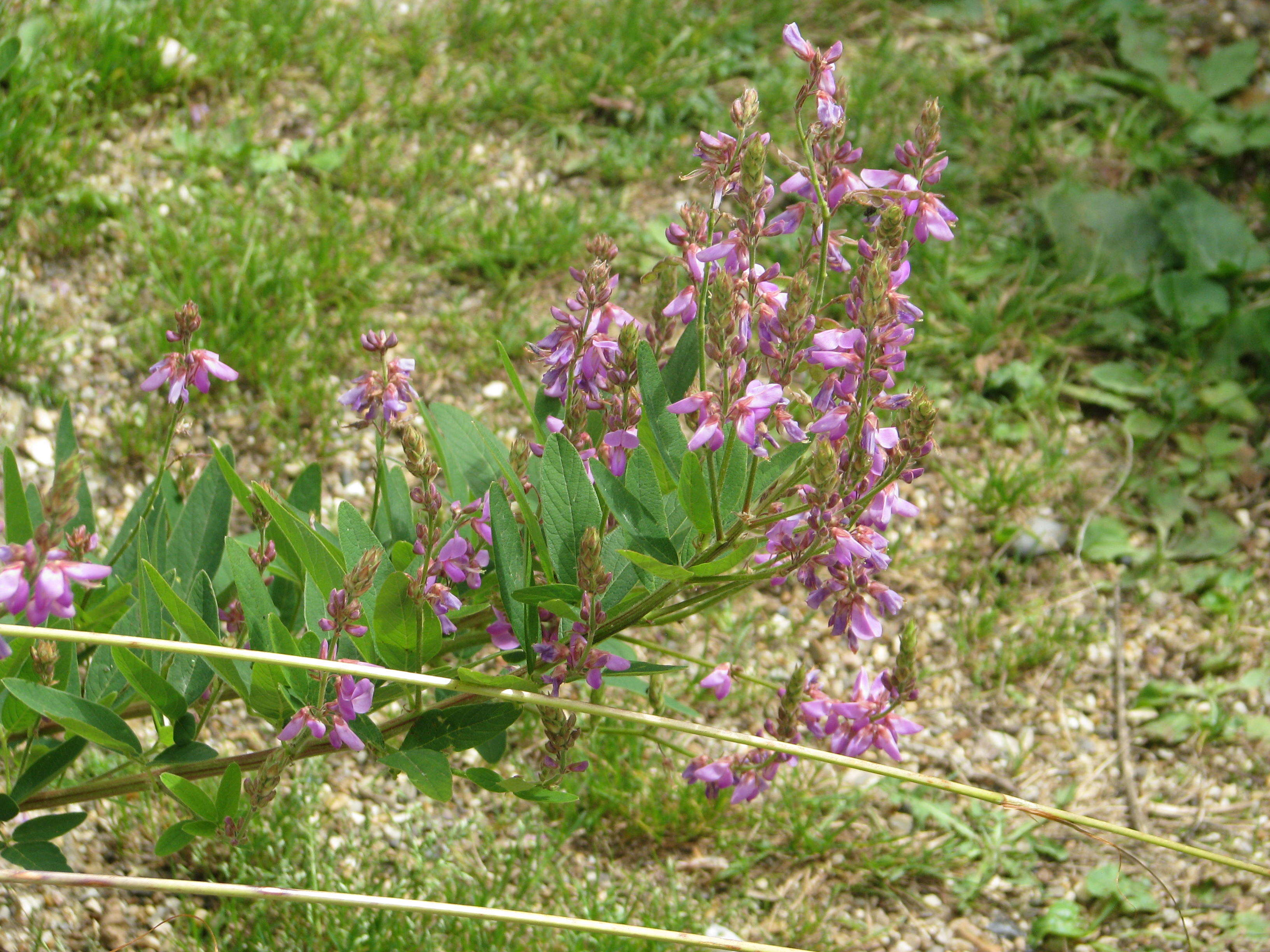 Image of panicledleaf ticktrefoil