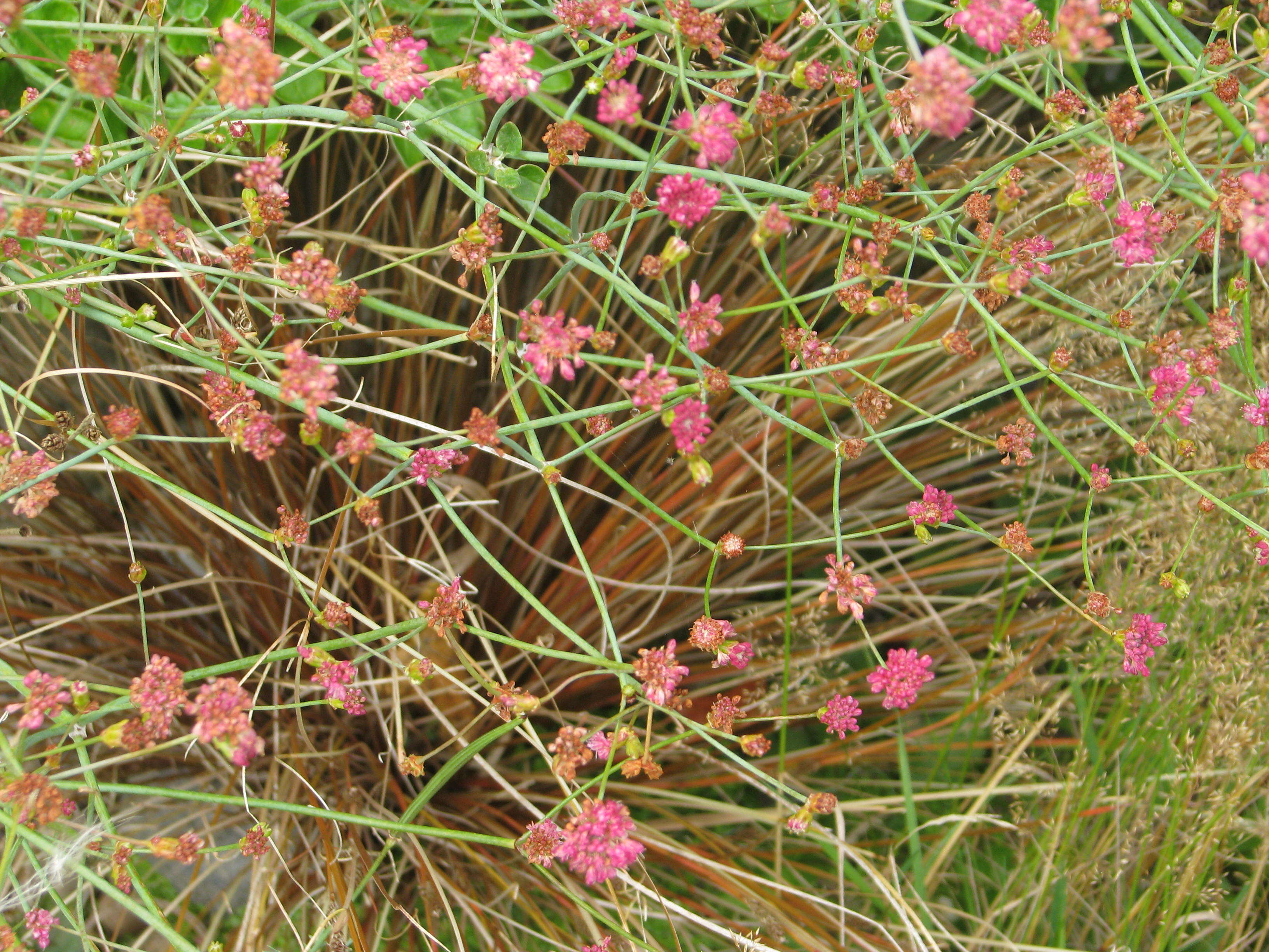 Image de Eriogonum grande Greene