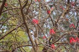 Image de Erythrina americana Mill.