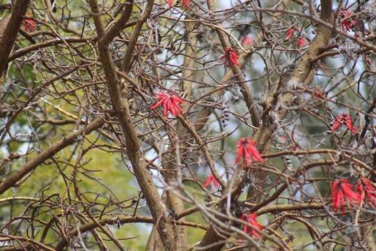 Image of Erythrina americana Mill.