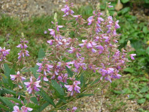 Image of showy ticktrefoil