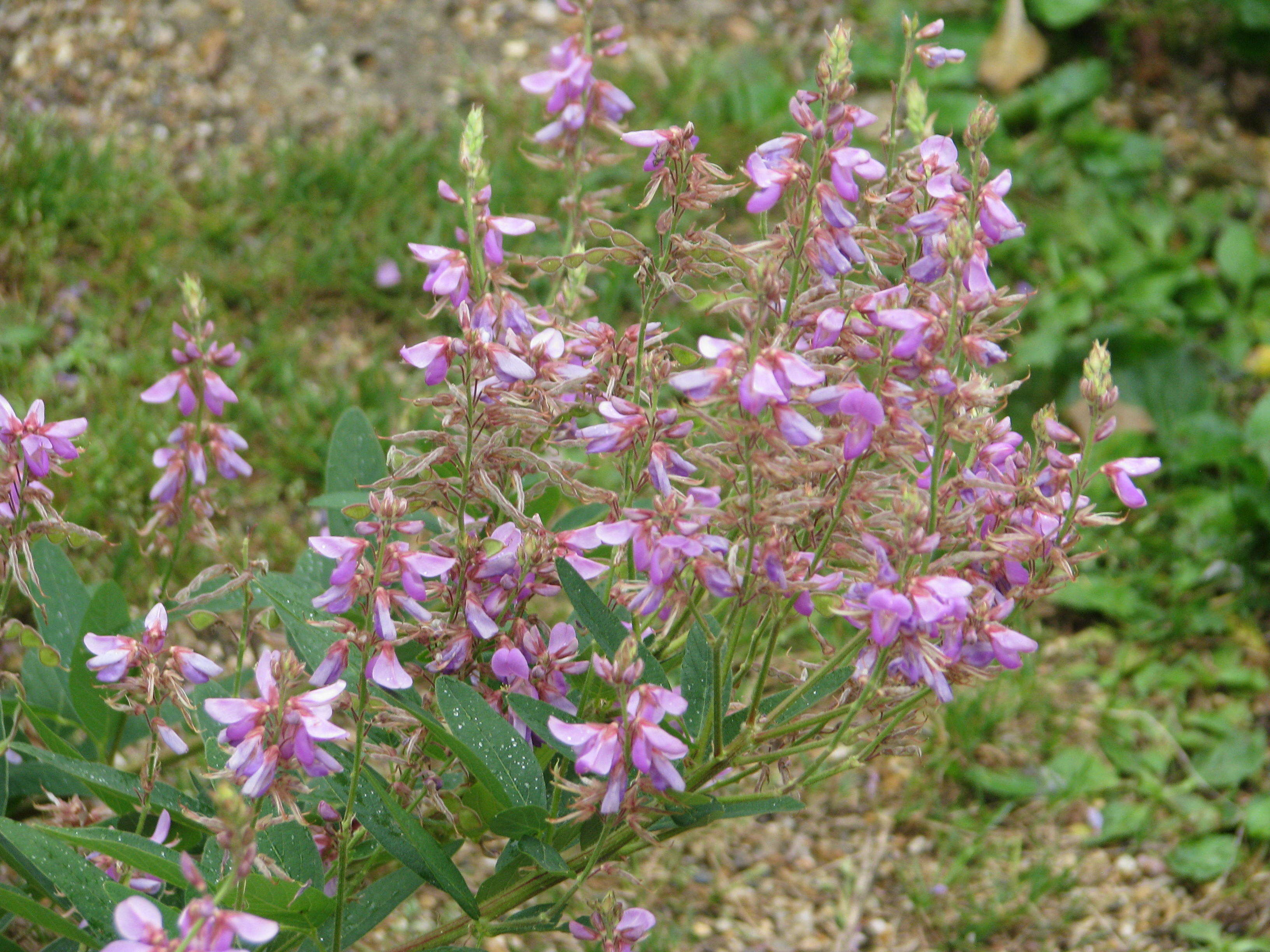 Image of showy ticktrefoil