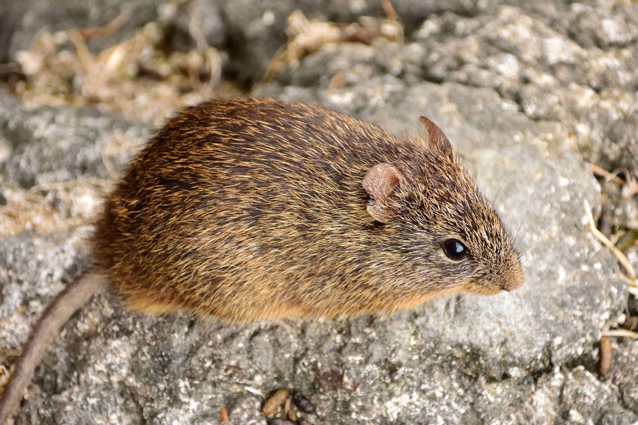 Image of tawny-bellied cotton rat