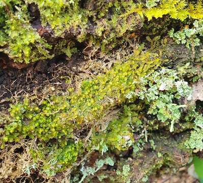 Syzygiella autumnalis (DC.) K. Feldberg, Vána, Hentschel & Heinrichs的圖片