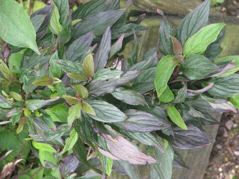 Image of Red-Barked Dogwood