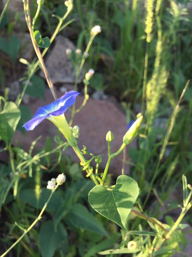 Plancia ëd Ipomoea cardiophylla A. Gray