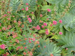 Image de Eriogonum grande Greene