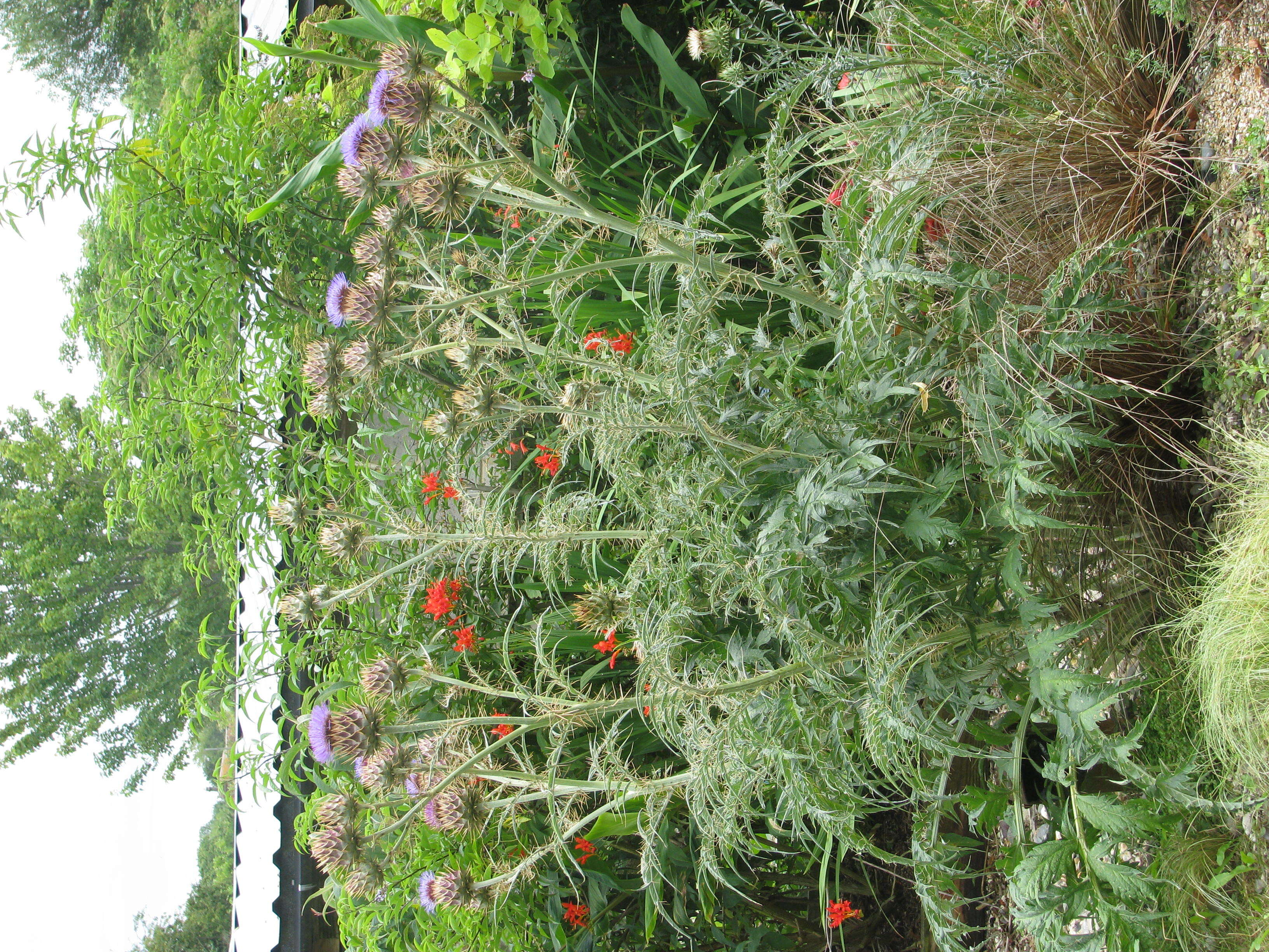 Image of cardoon