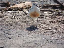 Charadrius obscurus aquilonius Dowding 1994 resmi