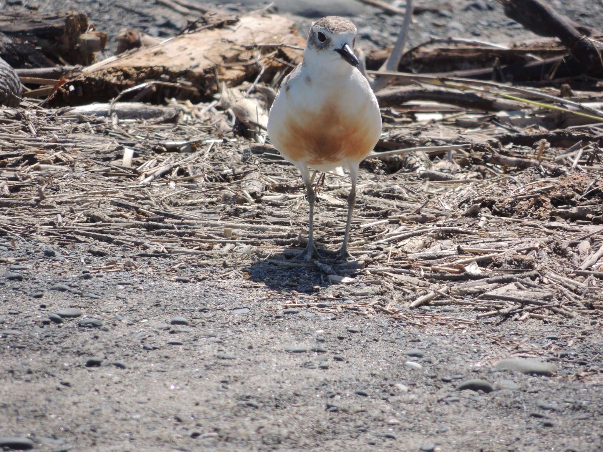 Charadrius obscurus aquilonius Dowding 1994 resmi