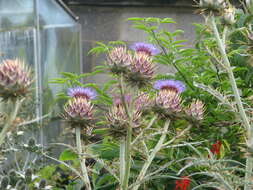 Image of cardoon