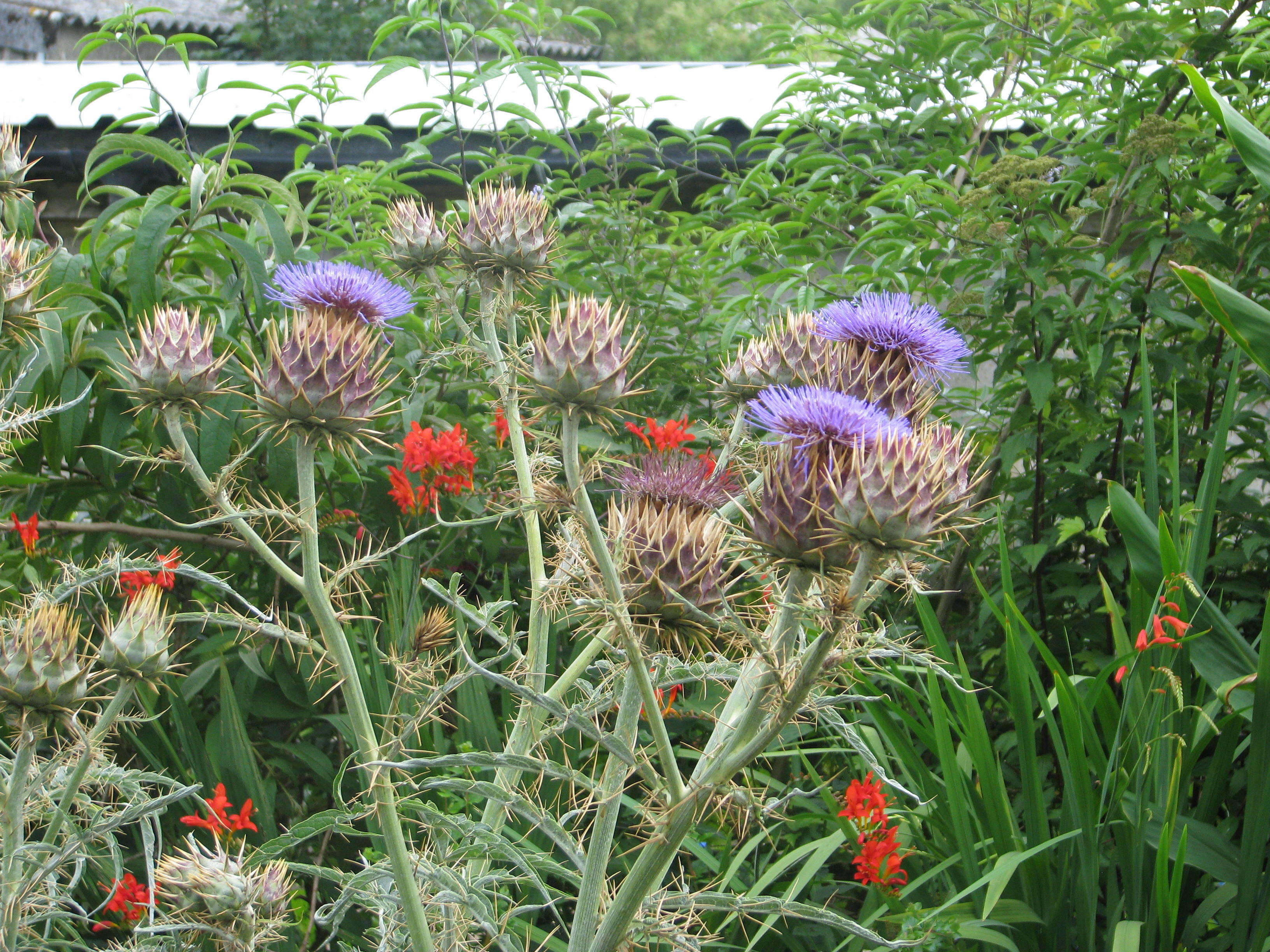 Image of cardoon