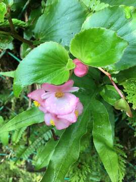 Image of Begonia cucullata var. hookeri (A. DC.) L. B. Sm. & B. G. Schub.