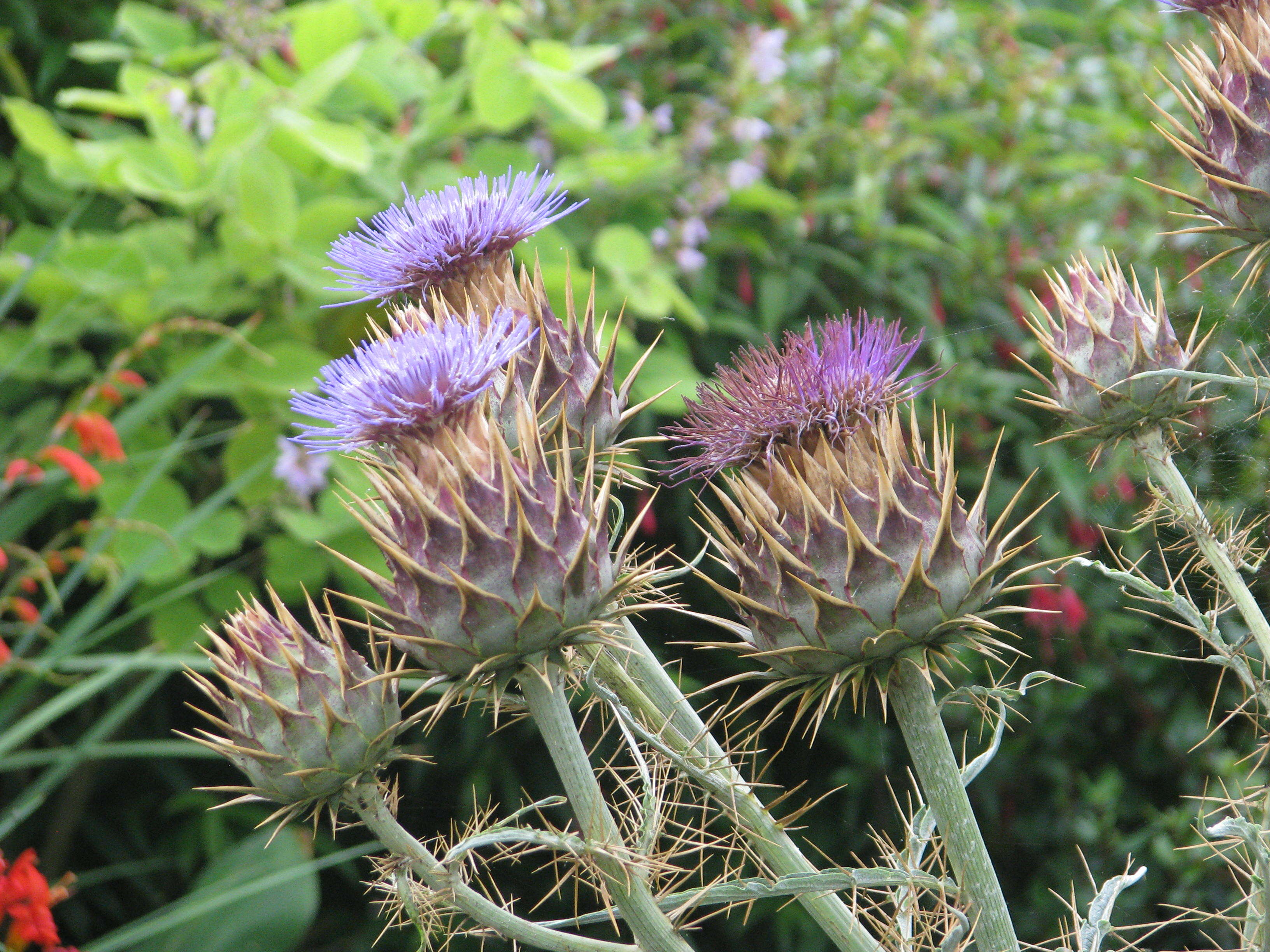 Image of cardoon