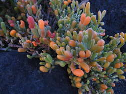 Image of Tetraena fontanesii (Webb & Berthel.) Beier & Thulin