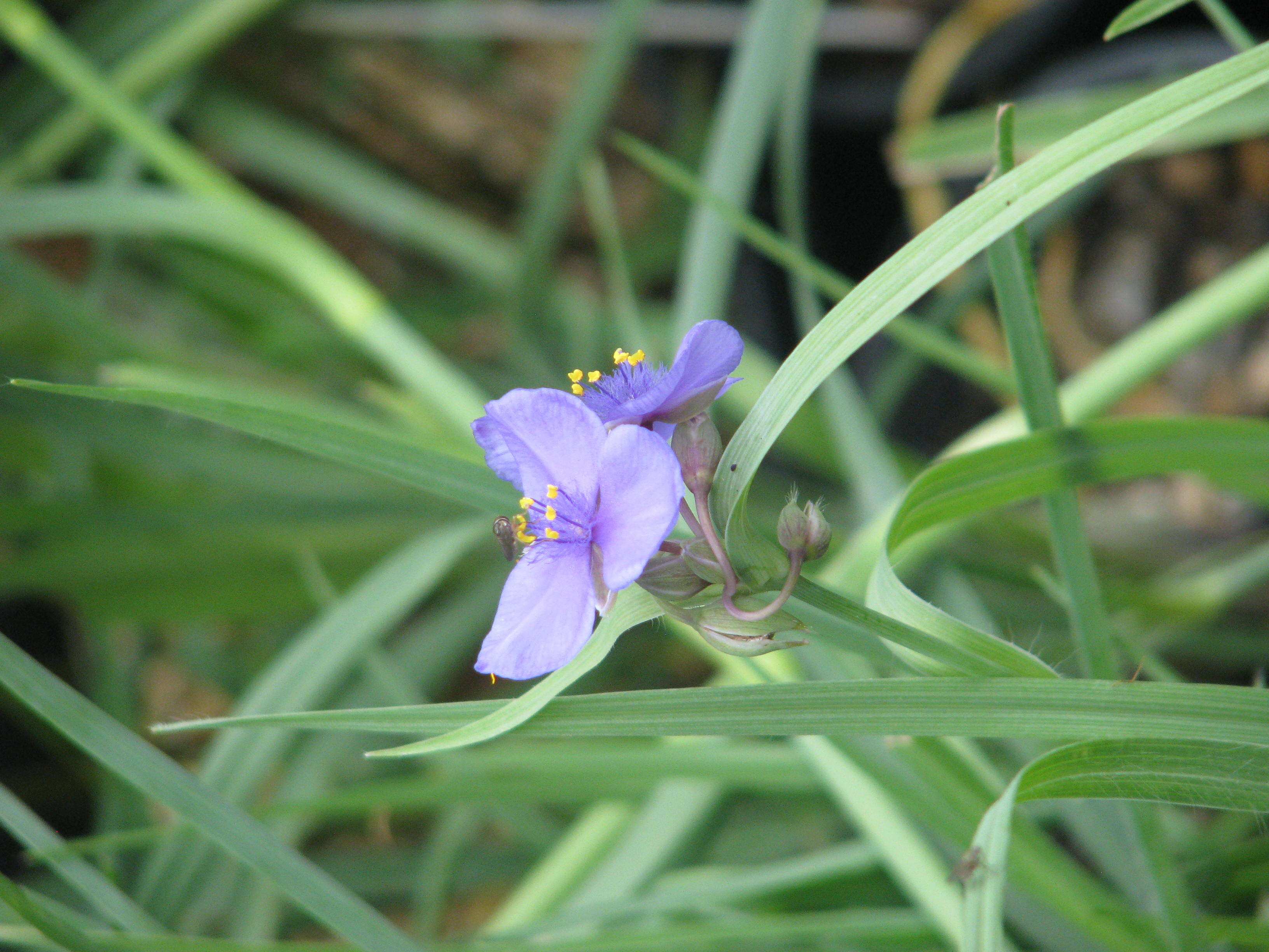 Слика од Tradescantia ohiensis Raf.