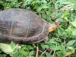 Image of Yellow-margined Box Turtle