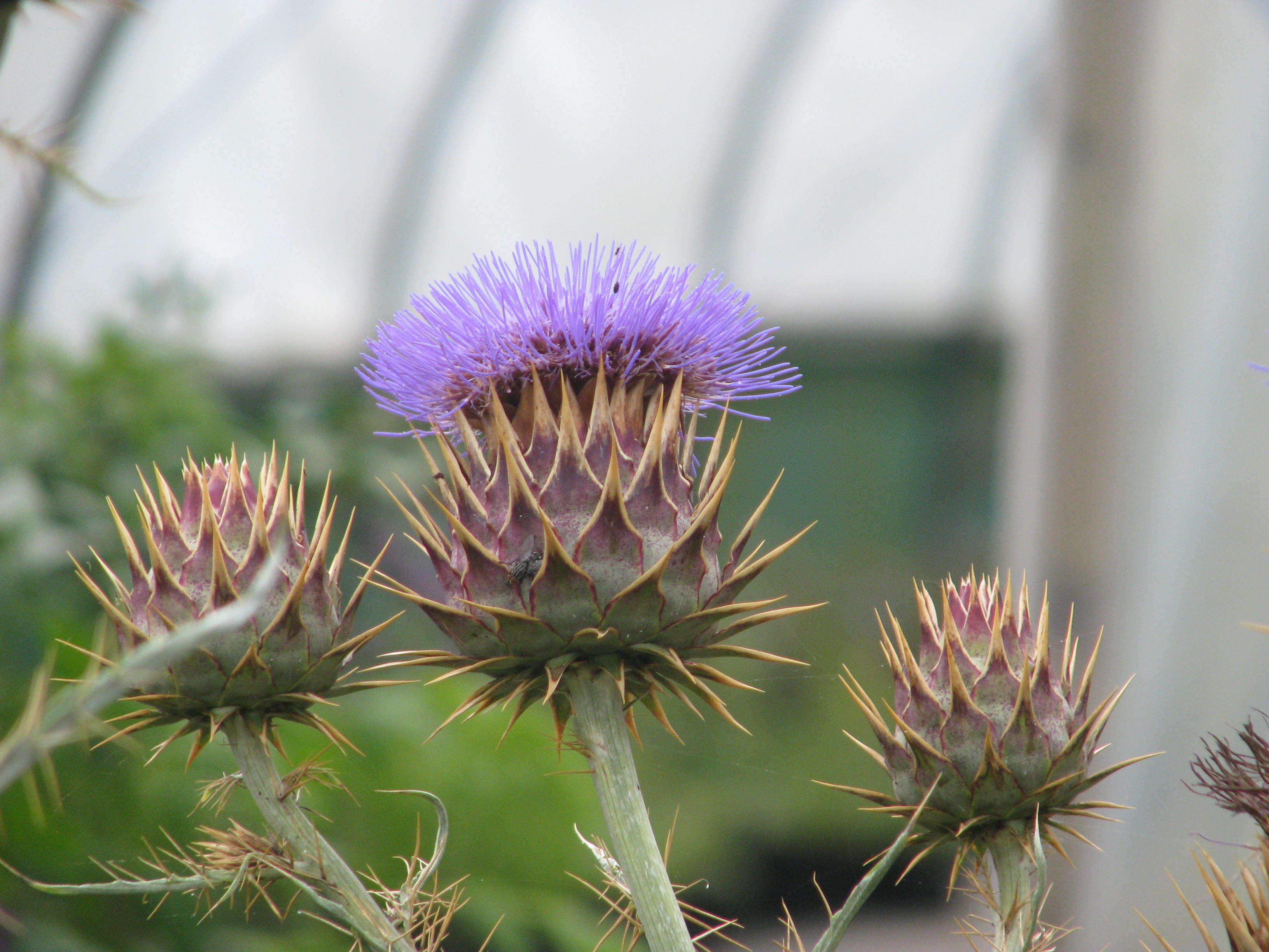 Image of cardoon