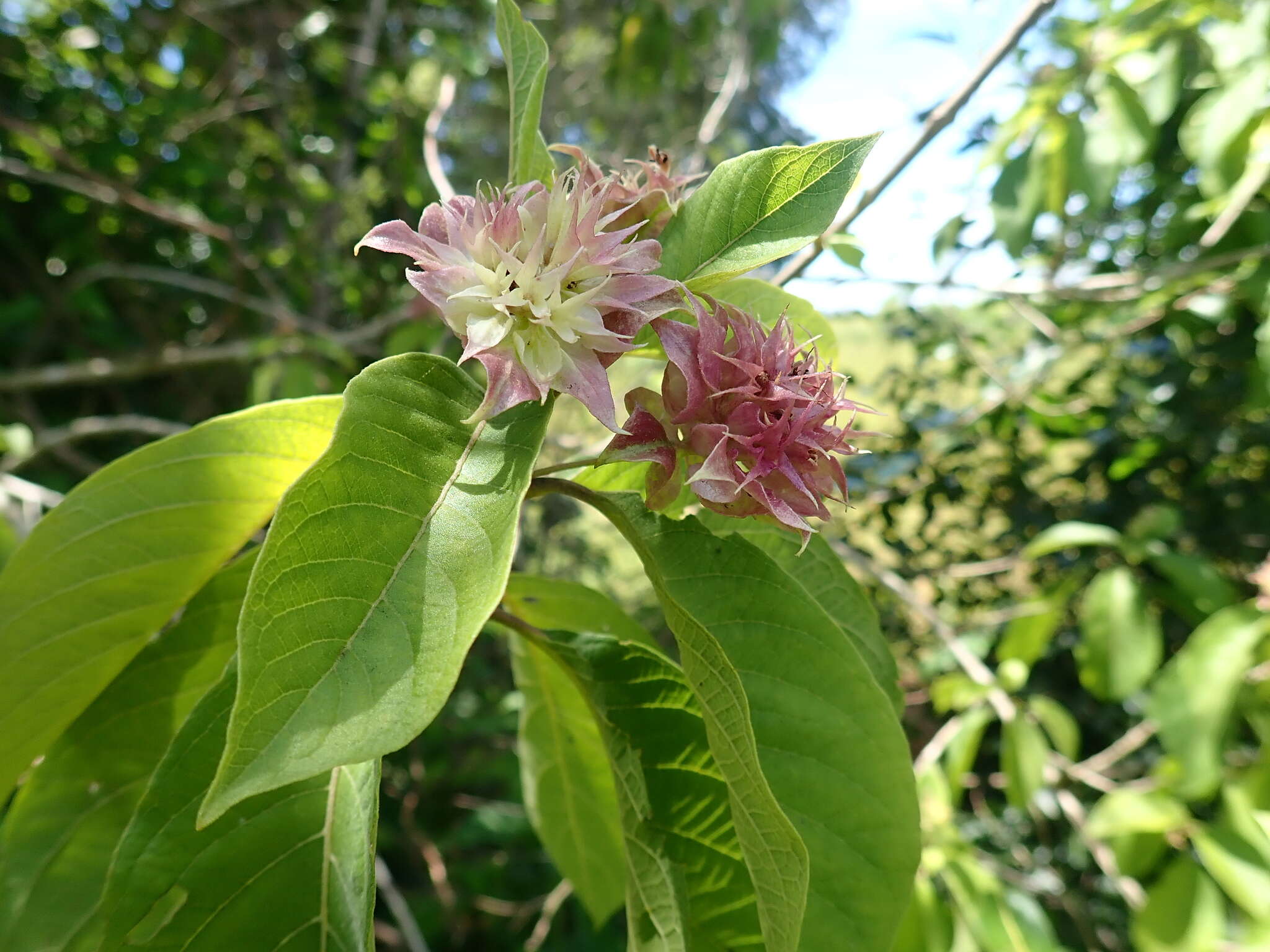 Image de Clerodendrum involucratum Vatke