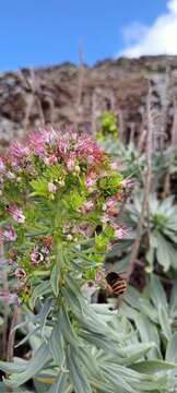 Plancia ëd Echium portosanctense J. A. Carvalho, Pontes, Bat.-Marques & R. Jardim