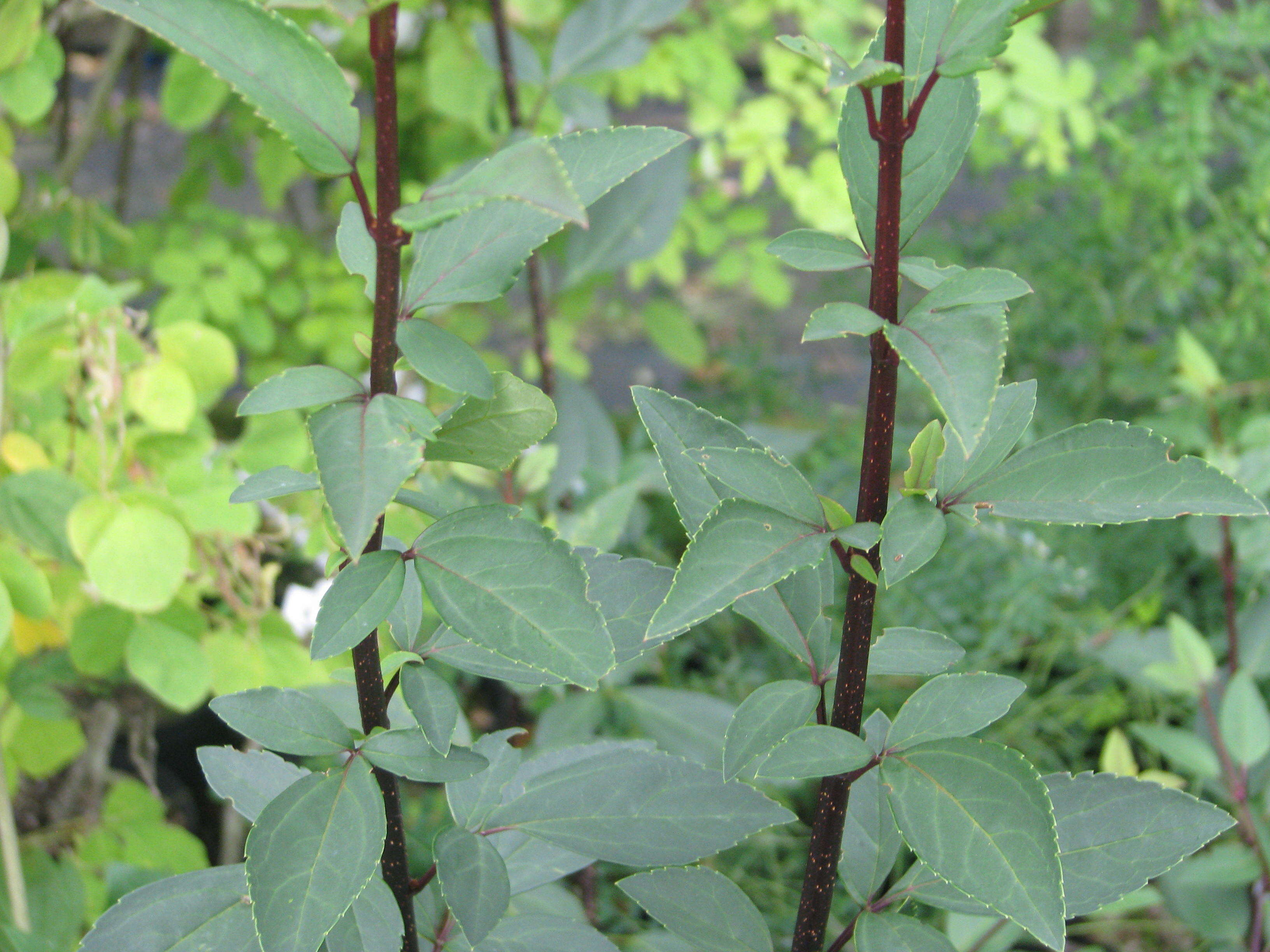 Forsythia suspensa (Thunb.) Vahl resmi