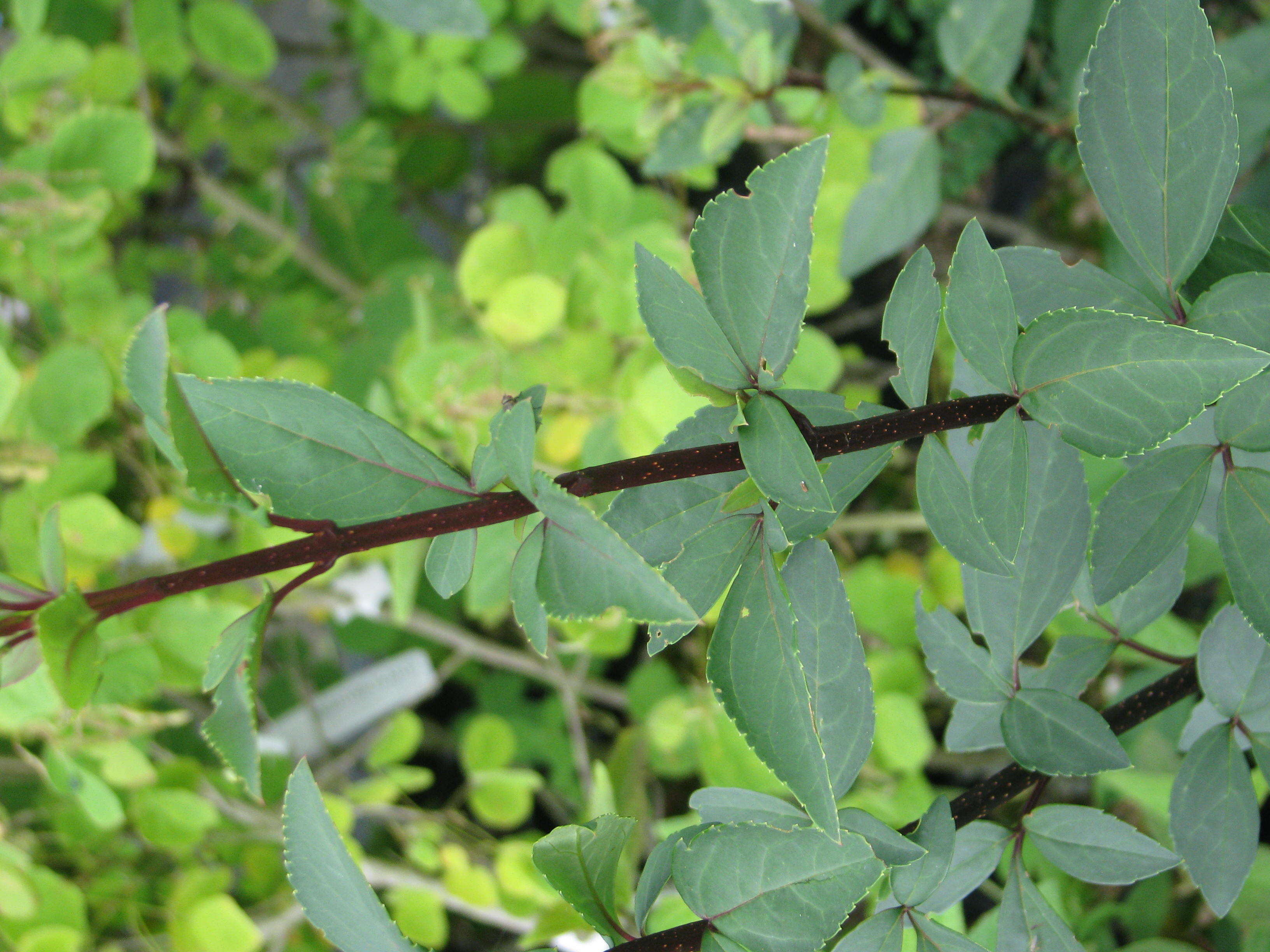 Image of weeping forsythia