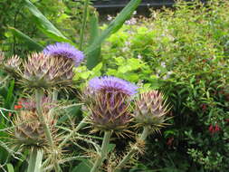 Image of cardoon