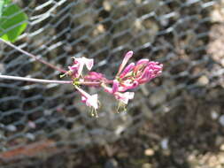 Image of pink honeysuckle