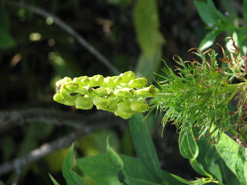 Image of yellow monkshood