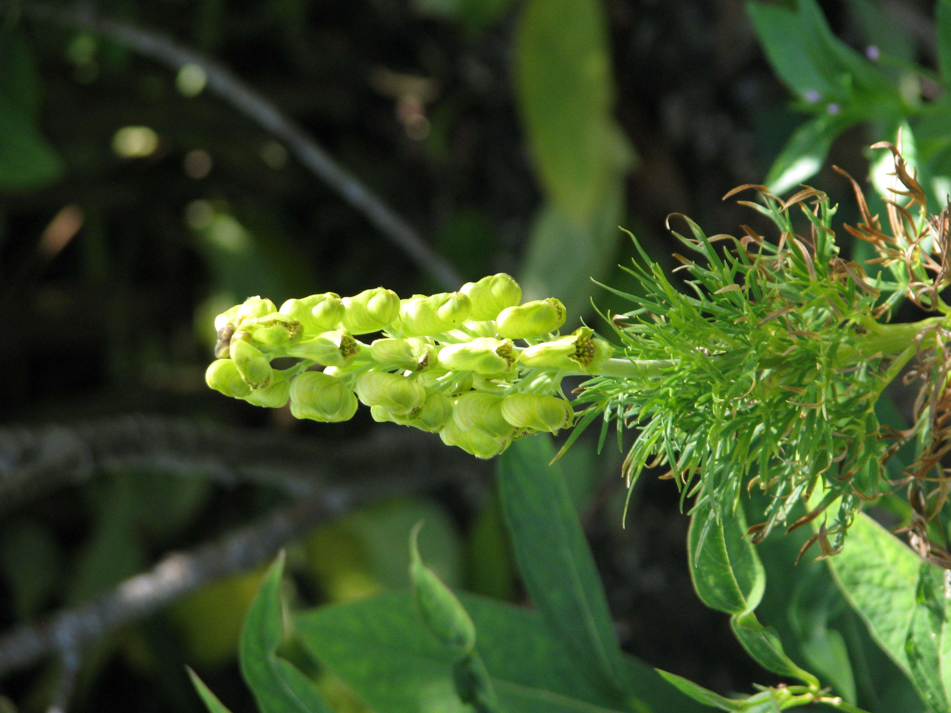 Aconitum anthora L.的圖片