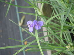 Слика од Tradescantia ohiensis Raf.