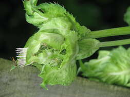 Image of Cabbage Thistle