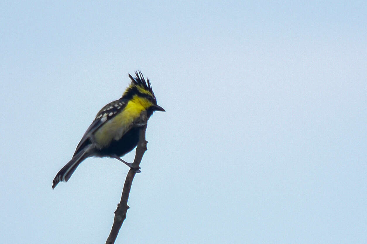 Image of Black-lored Tit