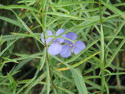 Слика од Tradescantia ohiensis Raf.