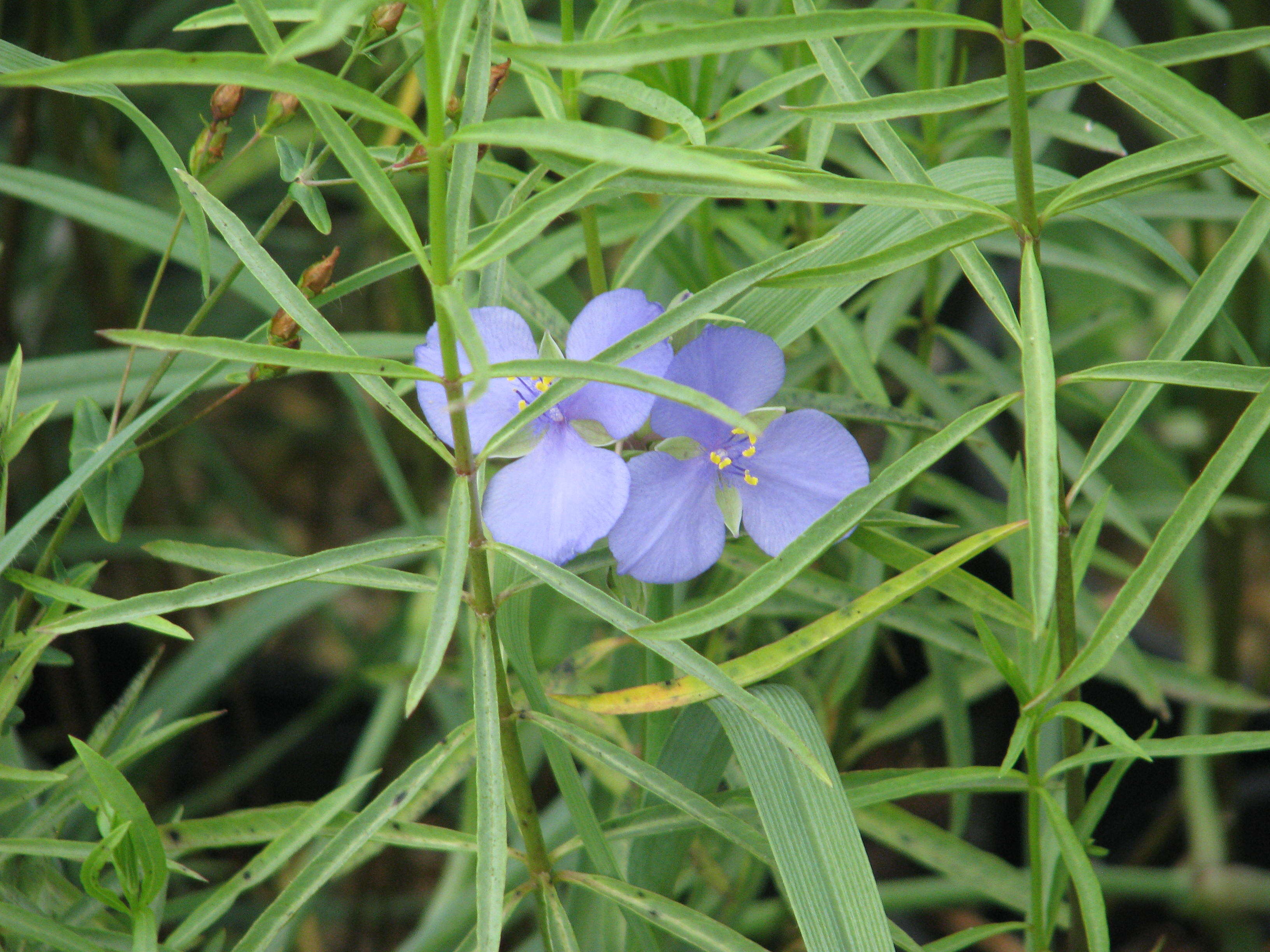 Слика од Tradescantia ohiensis Raf.