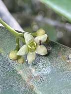 Image of Esenbeckia grandiflora Mart.