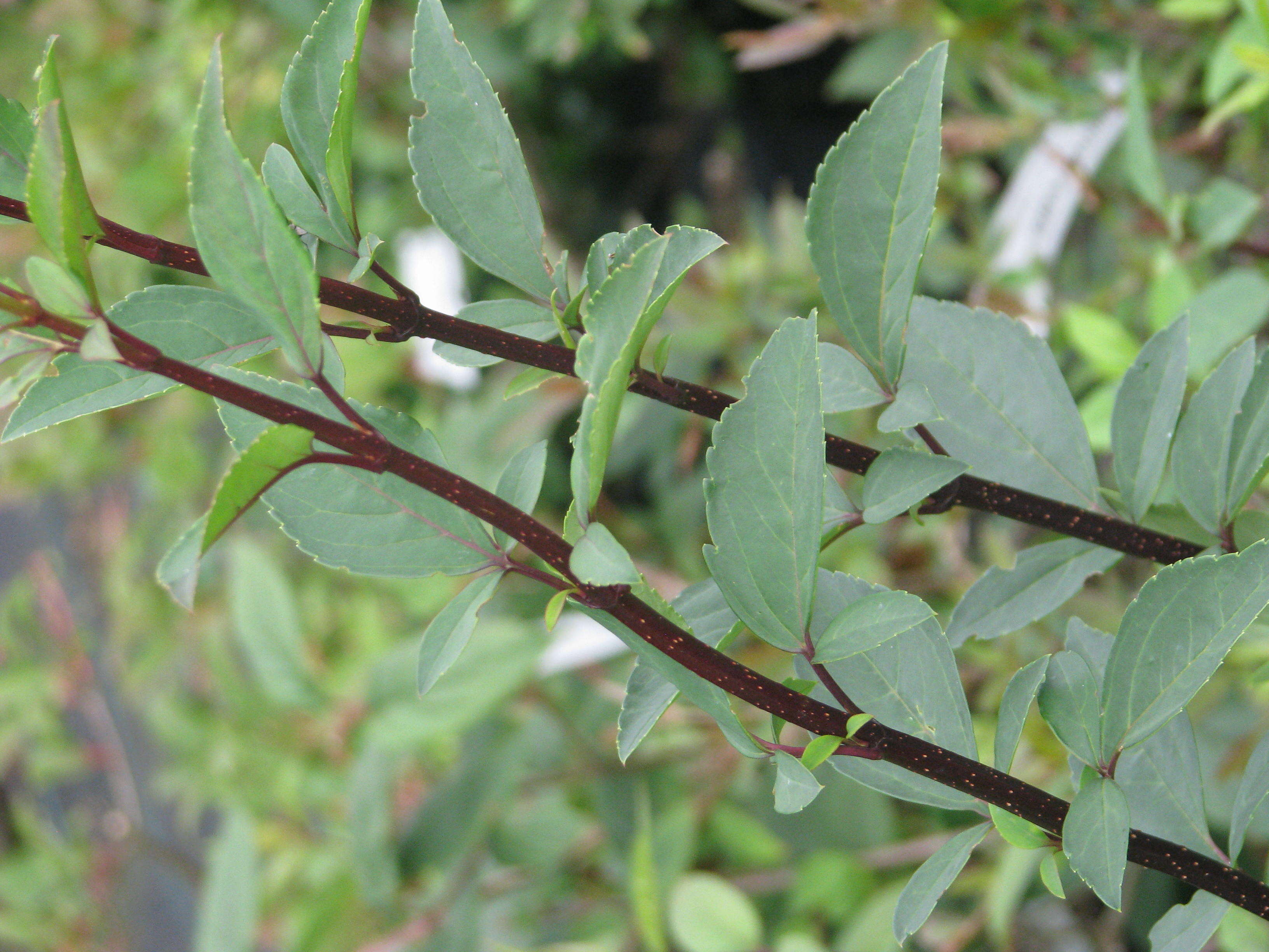 Forsythia suspensa (Thunb.) Vahl resmi