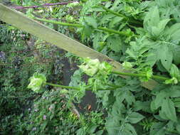 Image of Cabbage Thistle