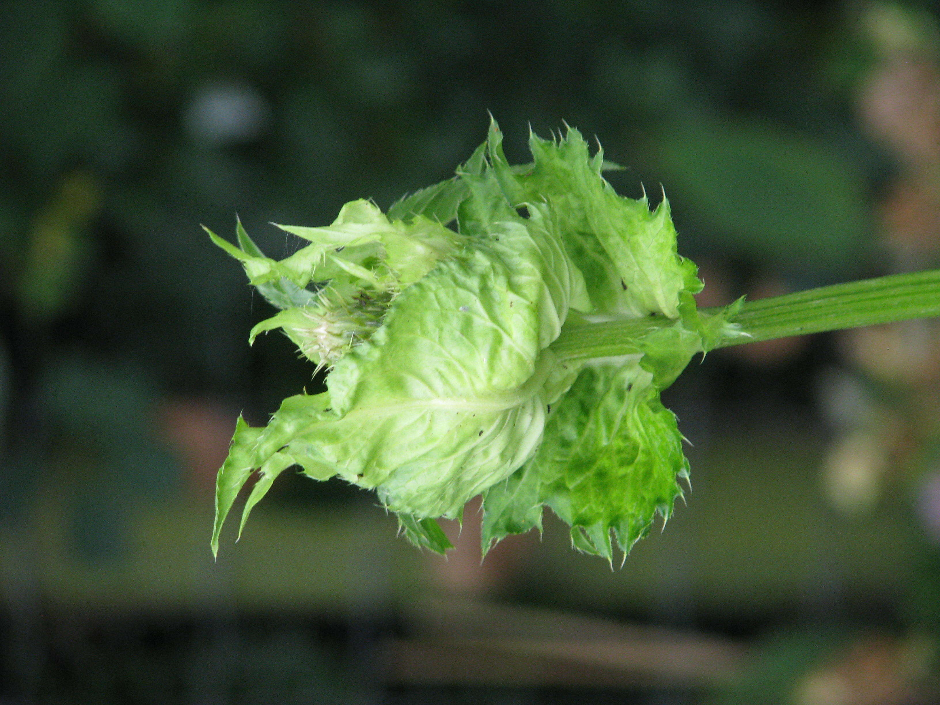 Image of Cabbage Thistle