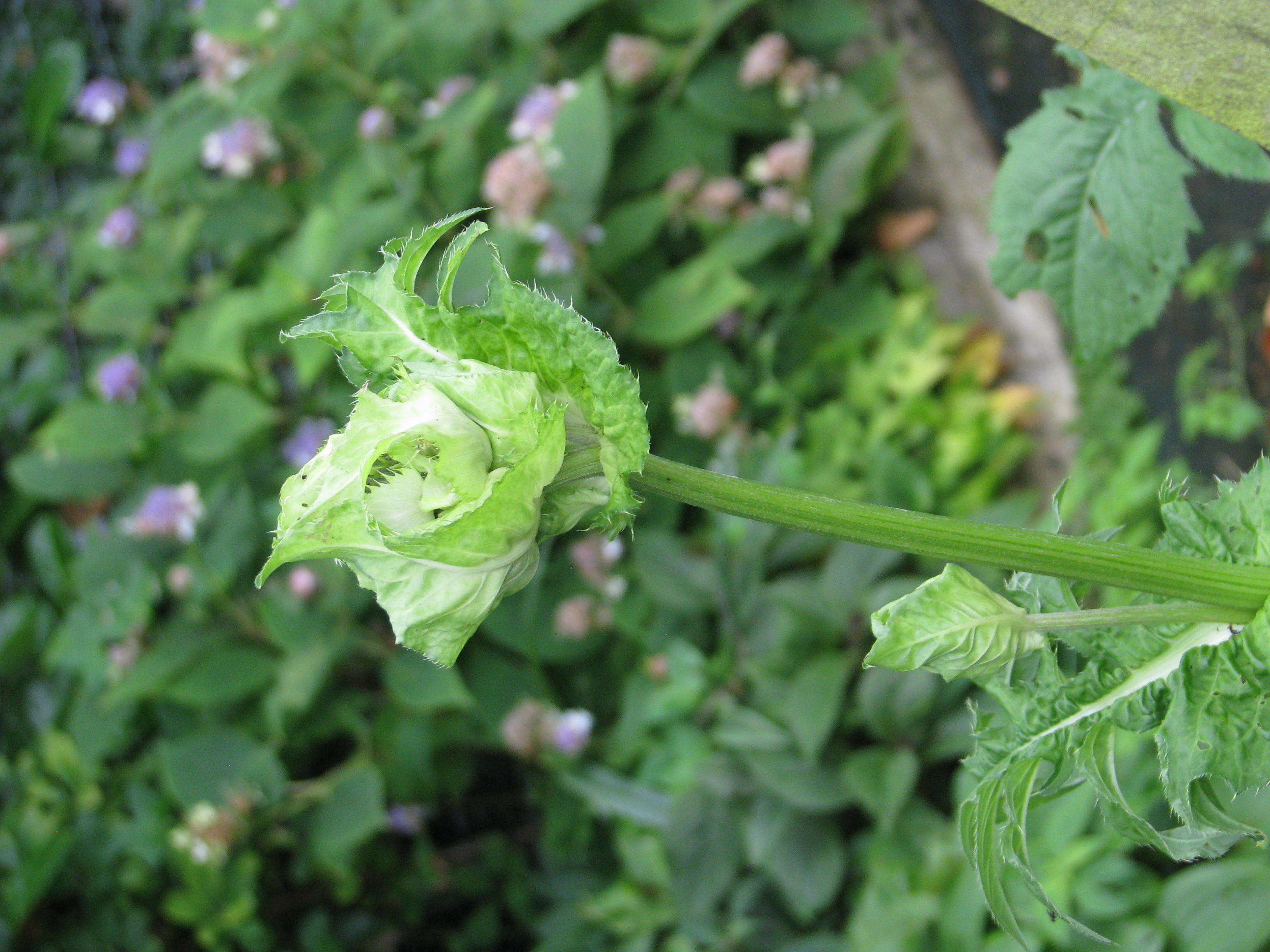 Image of Cabbage Thistle