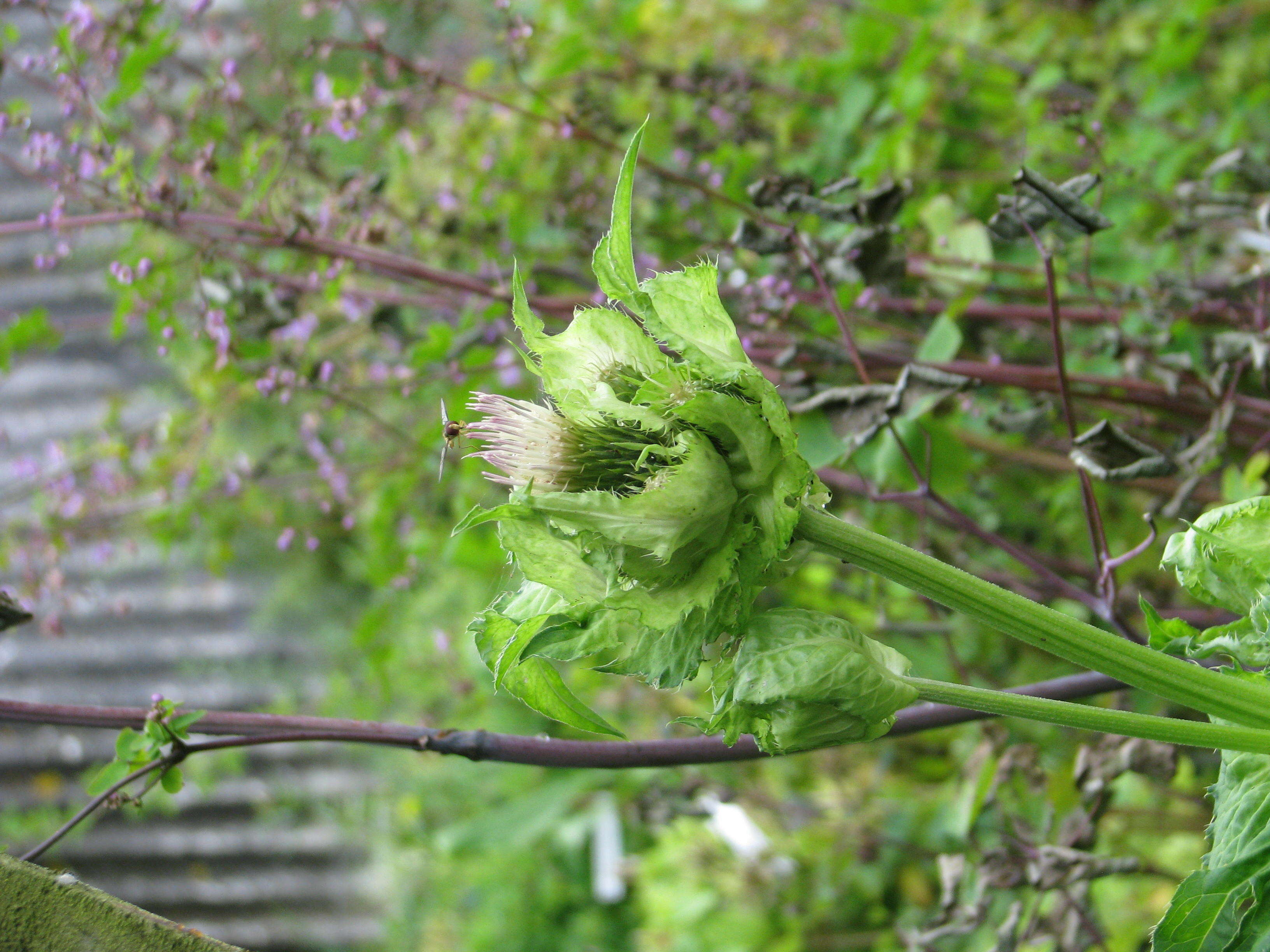 Image of Cabbage Thistle