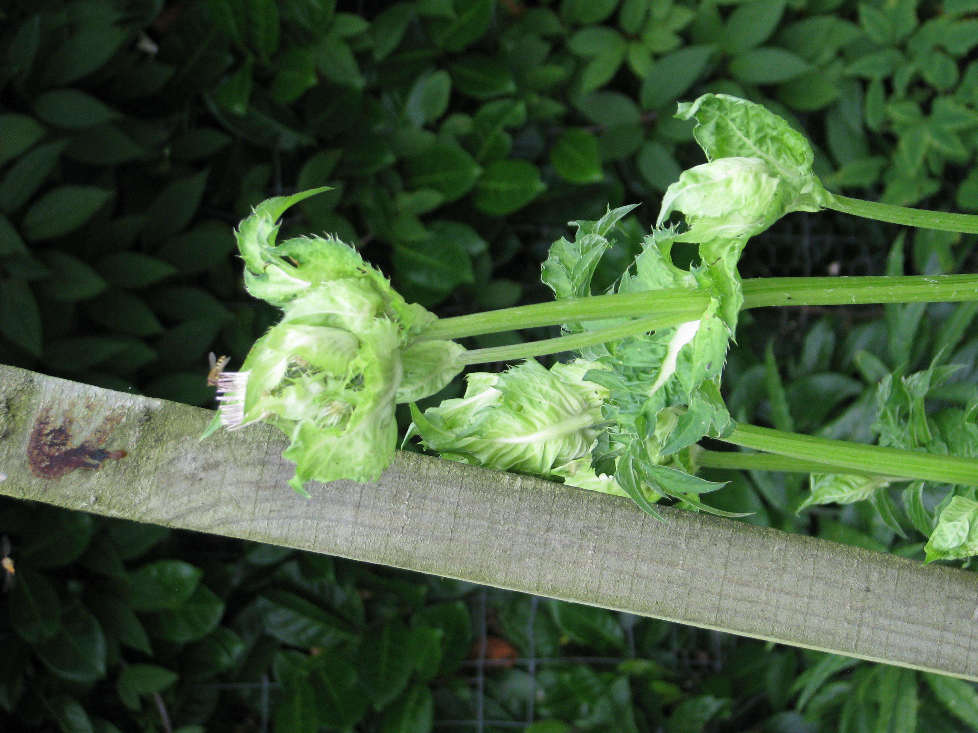 Image of Cabbage Thistle