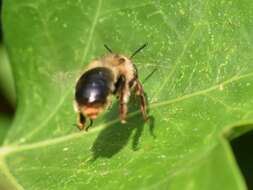 Image of Anthophora furcata (Panzer 1798)